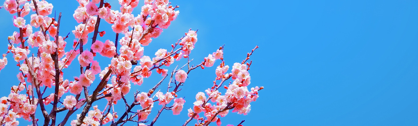 鴻巣びっくりひな祭り2026